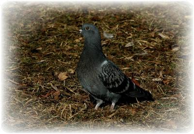 Rock Pigeon  Dove.JPG