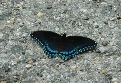 Red-Spotted Purple.JPG