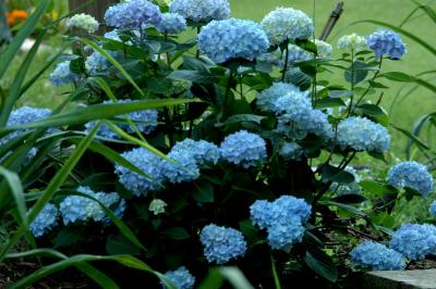 Hydrangea 'Endless Summer'