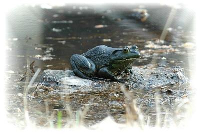 American Bullfrog.JPG