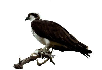 Osprey