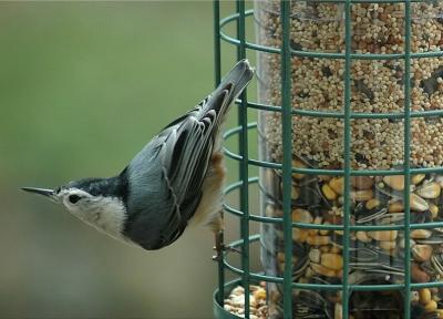White-Breasted Nuthatch #1