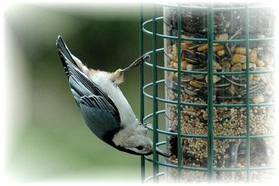 White-Breasted Nuthatch #2