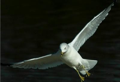 Ring-Billed Gull