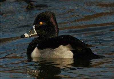 Ring-Necked Duck