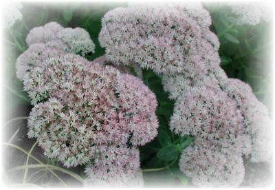 Sedum