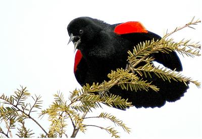Red-Winged Blackbird #1