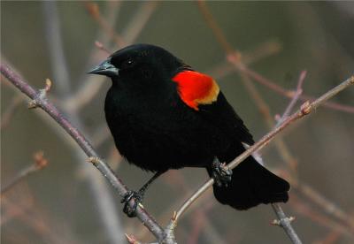 Red-Winged Blackbird #2