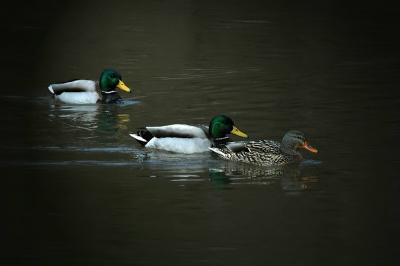 Mallards