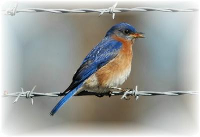 g3/28/620428/3/56815471.EasternBluebirdMale.jpg