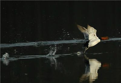 Canvasback in Flight