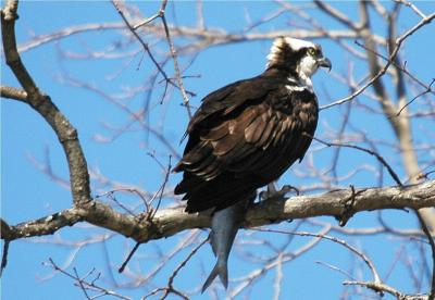 Osprey