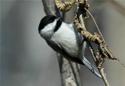 Carolina Chickadee (Poecile carolinensis)