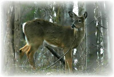 Whitetail Deer