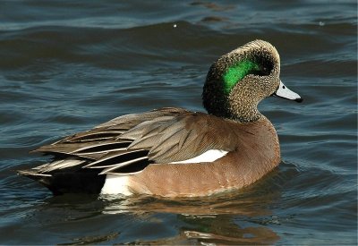 American Widgeon - Male (Anas americana)