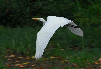 Great Egret (Casmerodius albus)