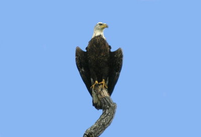 Bald Eagle