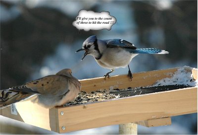 Blue Jay scolding a Mourning Dove