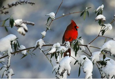 Northern Cardinal - Happy Holidays !!!