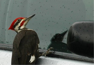Pileated Woodpecker 53.JPG
