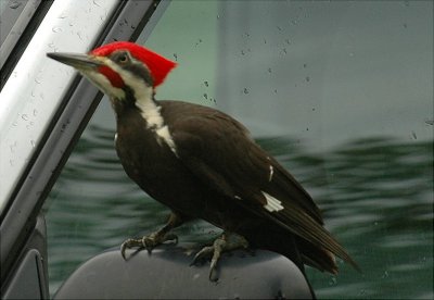 Pileated Woodpecker 54.JPG