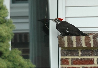 Pileated Woodpecker 55