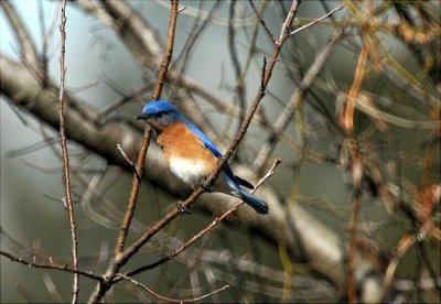 Eastern Bluebird