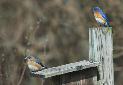 Eastern Bluebird Pair