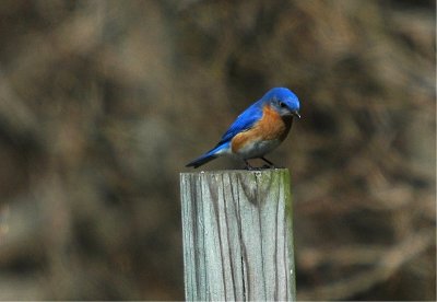 Eastern Bluebird - Male