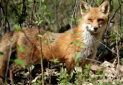 Red Fox