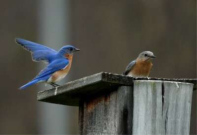 Eastern Bluebird