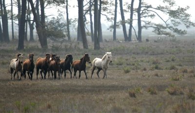 Wild Ponies of Chincoteague