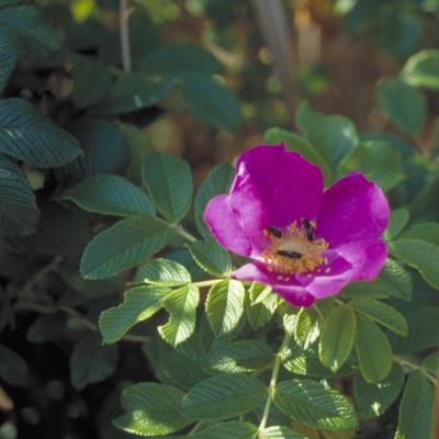 g3/28/632528/3/55163159.BeachRose.jpg