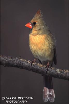 Cardinal Female (117)