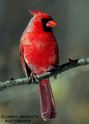 Cardinal Male (116)