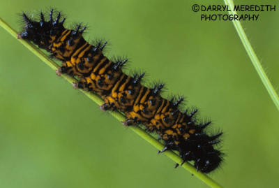 g3/28/633728/3/57581428.BaltimoreCheckerSpot.jpg
