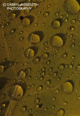 g3/28/633728/3/57858359.raindropsonaspenleaf24.jpg