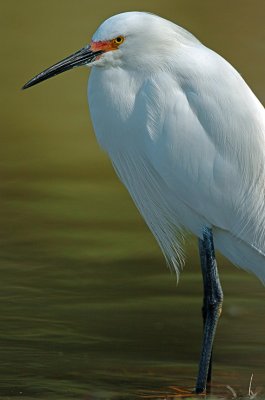 snowy_egret