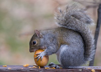 Squirrel eating a persimmon