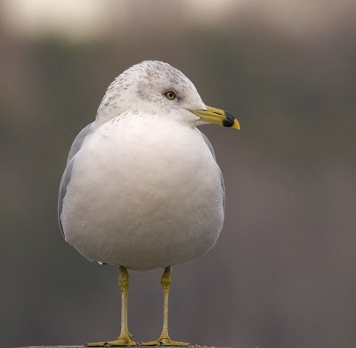 gulls__seabirds
