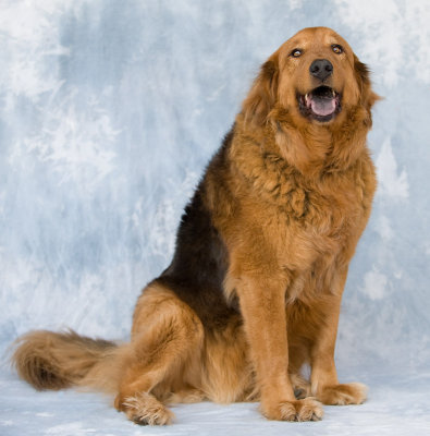 Roscoe-2008-05-03.jpg
