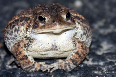 Well fed toad !!