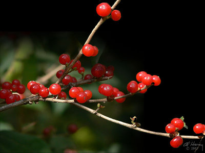 Honeysuckle Berries
