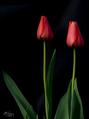 Tulips Two