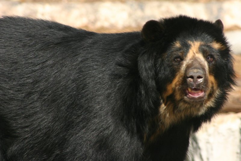 Spectacled Bear