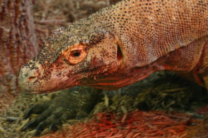 Komodo Dragon