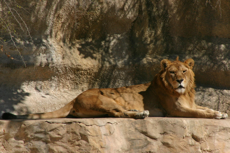 Lion