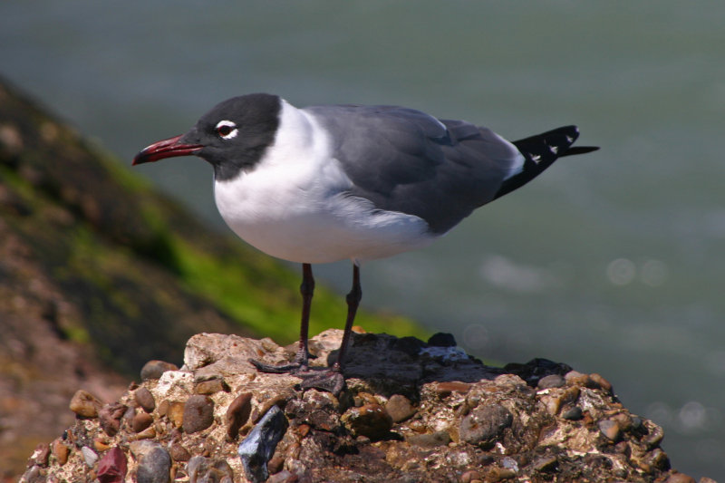 Laughing Gull