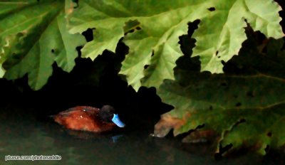 Blue Billed Bird