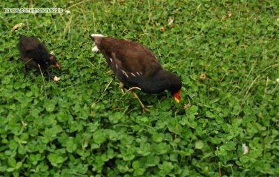 A Moorhen and Its Chick